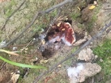 Amanita flavorubens image