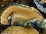 Gyroporus cyanescens image