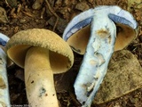 Gyroporus cyanescens image