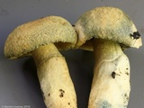 Gyroporus cyanescens image