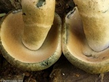Gyroporus cyanescens image