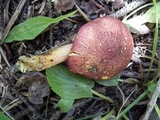 Tricholomopsis rutilans image