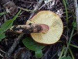Tricholomopsis rutilans image