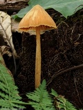 Entoloma quadratum image