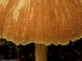 Entoloma quadratum image