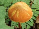 Entoloma quadratum image