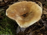 Russula compacta image