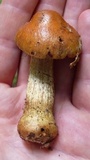 Cortinarius corrugatus image