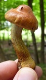 Cortinarius corrugatus image