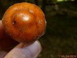 Cortinarius corrugatus image