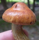 Cortinarius corrugatus image