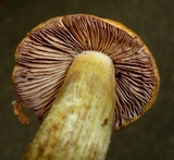 Cortinarius corrugatus image