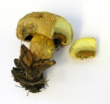 Buchwaldoboletus lignicola image