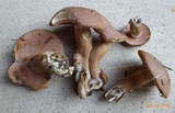 Tylopilus violatinctus image