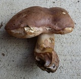 Tylopilus violatinctus image