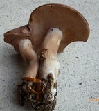 Tylopilus violatinctus image