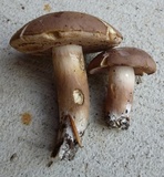 Tylopilus violatinctus image