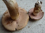 Tylopilus violatinctus image