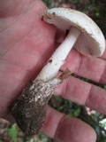 Amanita whetstoneae image