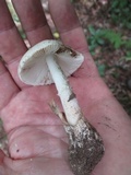 Amanita whetstoneae image