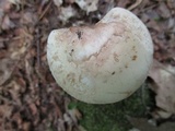 Amanita whetstoneae image