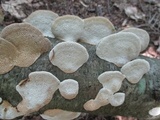 Daedaleopsis confragosa image