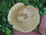 Melanoleuca alboflavida image