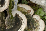 Trametes gibbosa image