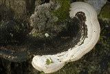 Trametes gibbosa image