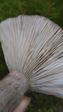 Lactarius pseudomucidus image