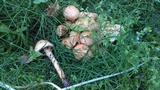 Pholiota squarrosa image