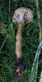 Pholiota squarrosa image