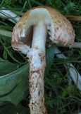 Pholiota squarrosa image