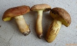 Lanmaoa pseudosensibilis image