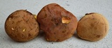 Lanmaoa pseudosensibilis image