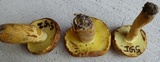 Lanmaoa pseudosensibilis image
