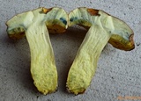 Lanmaoa pseudosensibilis image