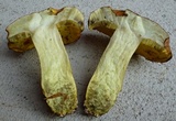 Lanmaoa pseudosensibilis image