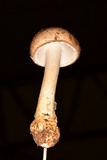 Amanita arocheae image