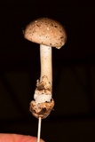 Amanita arocheae image