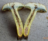 Lanmaoa pseudosensibilis image