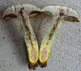Lanmaoa pseudosensibilis image