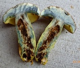 Lanmaoa pseudosensibilis image