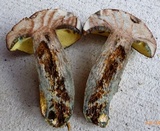 Lanmaoa pseudosensibilis image