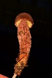 Boletellus russellii image