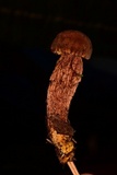 Boletellus russellii image
