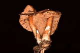 Austroboletus gracilis image