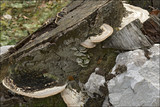 Trametes gibbosa image