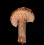 Hygrophorus russula image