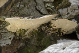 Trametes gibbosa image